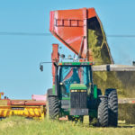 David Esmond of Tugaske, Sask., cuts wheat and volunteer canola for silage. The wheat crop was destroyed by hail in July. | Mickey Watkins photo
