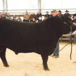 Lee Wilson of Miller Wilson Angus at Bashaw, Alta., showed the grand champion Black Angus at the Olds Classic Livestock Show. Judge Chamarie Viator called this bull “the most complete we have seen here.” | Barbara Duckworth photo