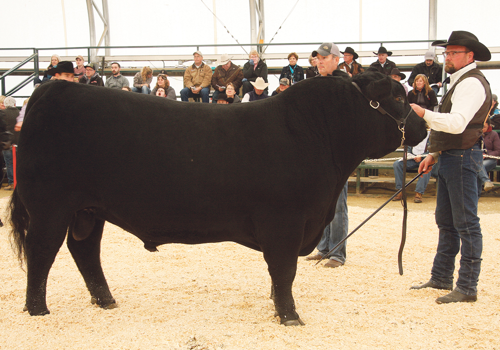 Lee Wilson of Miller Wilson Angus at Bashaw, Alta., showed the grand champion Black Angus at the Olds Classic Livestock Show. Judge Chamarie Viator called this bull “the most complete we have seen here.”  |  Barbara Duckworth photo