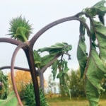 A farmer in the Municipal District of Peace recently found this jimsonweed plant, which he killed before the photo was taken. | Nasar Iqbal photo