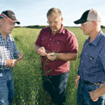 Bernie Bystrom, left checks a canola field’s readiness for combining Sept. 12 with his sons, Doug and John. | Maria Johnson photo