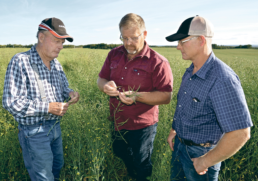 Bernie Bystrom, left checks a canola field’s readiness for combining Sept. 12 with his sons, Doug and John.  |  Maria Johnson photo