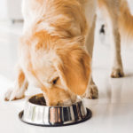 A pulse-based pet food manufacturer says the Food and Drug Administration investigation is slashing demand for its products. | Getty Images