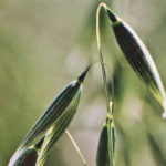 Growers might finally be getting over to the demand-pull side of the oat economy, in which demand begins chasing supply. | File photo