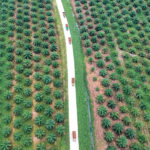 Harvest takes place at a palm oil plantation near Batanghari in Indonesia. | Reuters photo