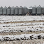 As of late last week, a large amount of this year’s canola crop was still in the field.
| File photo