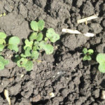 While early seeding of canola is usually recommended, this year’s cool weather may have reduced efficacy of some seed treatments. | CANOLA COUNCIL OF CANADA PHOTO