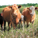Producers have been paying a flat rate that hasn't changed since 1994. The changes, which were tabled in Bill 16 today, need to be passed in the legislature before being implemented. | File photo