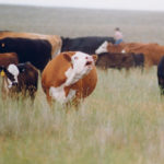 There are advantages to administering medication by dart guns in the pasture, but there are also potential problems. | File photo