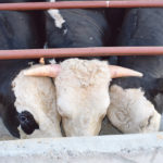 Gene-edited hornless cattle are distinct from polled cattle, which are breeds or strains that are naturally without horns, brought about through selective breeding. | University of California, Davis photo