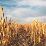 A University of Manitoba scientist says most producers are aware of the attributes of healthy soil, such as organic matter and microbial life, but many aren’t taking steps to improve soil health on their farms. | File photo