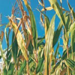 Researchers have made a breakthrough in deciphering the molecular, physiological and biochemical background to the senescence in corn that has been bred to stay green longer and produce greater yields. | File photo
