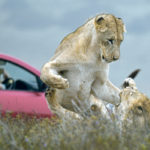 Tourists in South Africa don’t need to join guided tours to enjoy wildlife safaris. They can simply drive on their own to see an impressive array of animals, including lions, giraffes and elephants. | Arlene and Robin Karpan photo