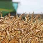 Average CWRS (13.5%) wheat prices were up by C$9 to C$12 per tonne, according to price quotes from a cross-section of delivery points compiled by PDQ (Price and Data Quotes). | File photo