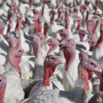 Charges have been laid over a recent turkey farm protest at the Jumbo Valley Hutterite turkey farm on Sept. 2 . | File photo
