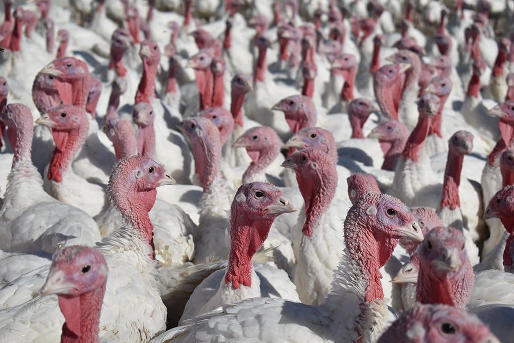 Charges have been laid over a recent turkey farm protest at the Jumbo Valley Hutterite turkey farm on Sept. 2 . | File photo