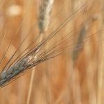 Italy’s return to the Canadian durum market isn’t expected to last. | File photo