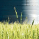 Bad harvest weather is limiting the amount of top quality spring wheat grown in Canada and the United States this year. | REUTERS/Dan Koeck photo
