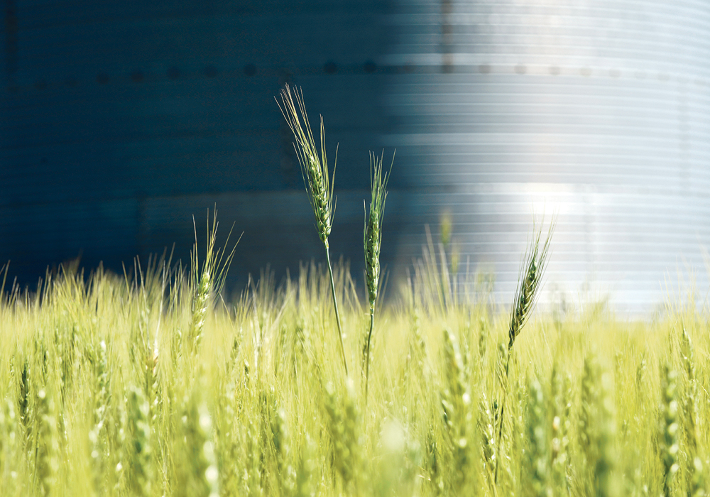 Bad harvest weather is limiting the amount of top quality spring wheat grown in Canada and the United States this year.  |  REUTERS/Dan Koeck photo