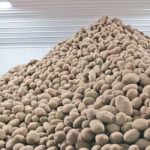Newly expanded french fry plants in Alberta and Manitoba may not be able to run at full capacity because there is little excess potato supply in other parts of North America. | File photo