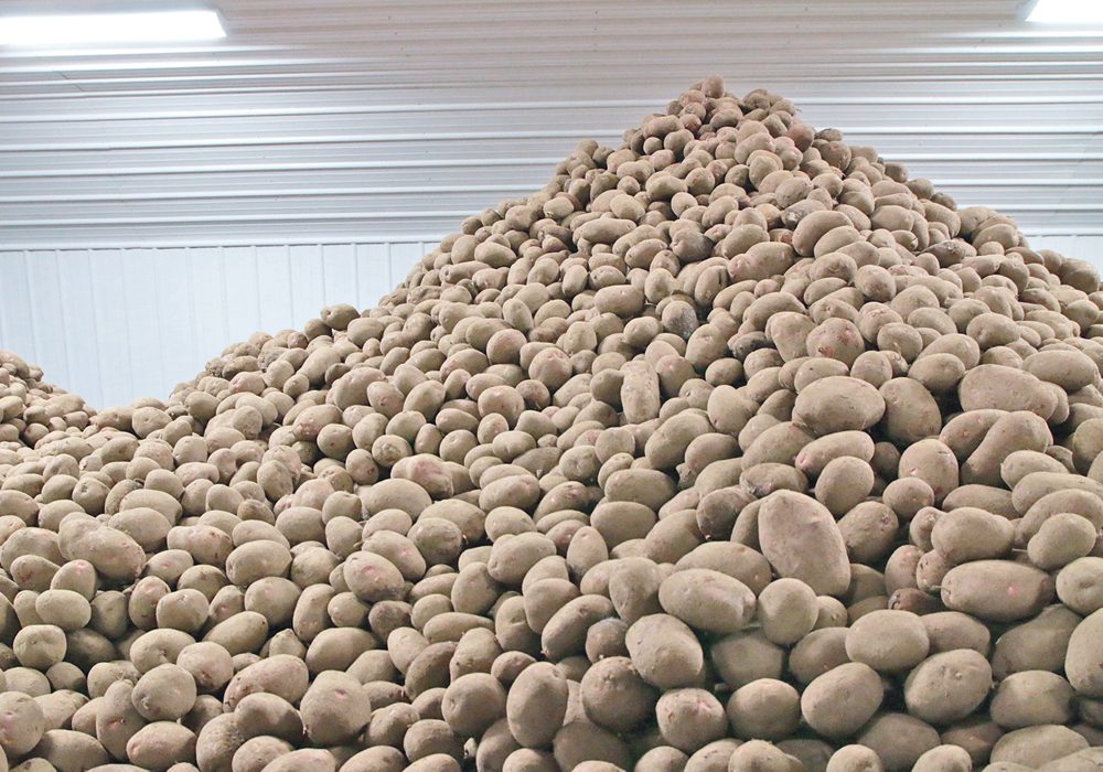 Newly expanded french fry plants in Alberta and Manitoba may not be able to run at full capacity because there is little excess potato supply in other parts of North America.  |  File photo