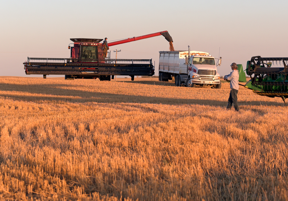 With little precipitation during the week ended Oct. 21, the harvest rose from 69 to 83 per cent complete province-wide. However, it's still 10 points behind the average pace. | File photo