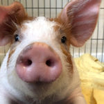 Mango is a celebrity swine, living high on the hog at the Penny Lane Farm Sanctuary, a place where BLTs and ham sandwiches are never mentioned. | Supplied photo
