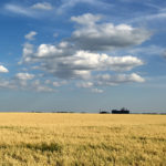 Oats bids in Western Canada have stabilized for the time being, as the weather concerns that propped up the market at the beginning of the month are largely factored in for the time being. | File photo