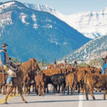Monitoring and testing cattle can cost money, but it can also provide key information on when to initiate a procedure, drug, antibiotic or staff training. | Mike Sturk photo