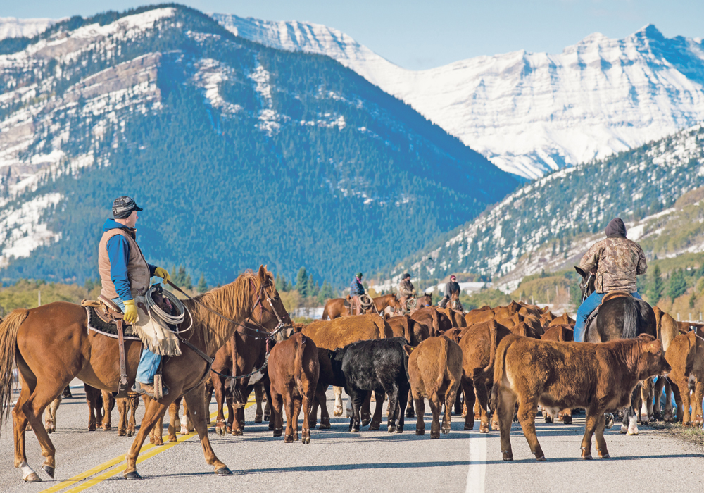 Monitoring and testing cattle can cost money, but it can also provide key information on when to initiate a procedure, drug, antibiotic or staff training.  |  Mike Sturk photo