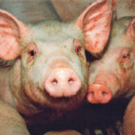 The emergency plan includes enhanced biosecurity and improved communication. | File photo