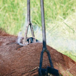 An animal welfare specialist from the University of California, Davis, has found that brands remain painful for up to 10 weeks. | File photo