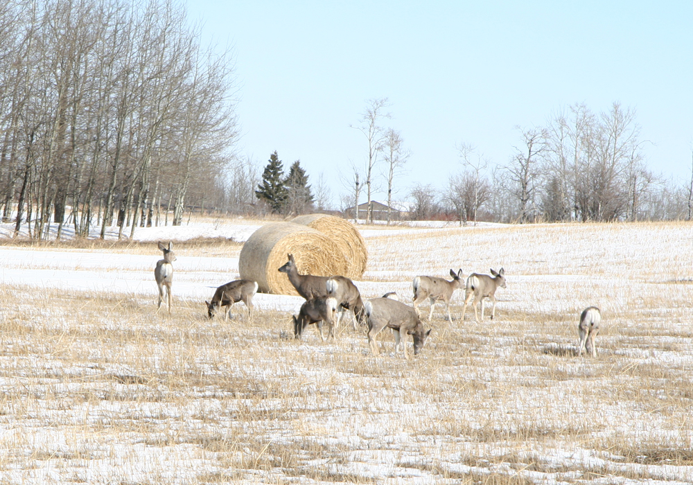 Blaine Pedersen, who ran a cattle ranch near Elm Creek for 30 years, is now responsible for agriculture, mining, forestry, wildlife management and watershed districts in the province. | File photo