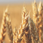 Western Producer file photo