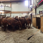Large numbers were reported at all of the yards holding sales during the week, with prices generally firm with the previous week. | File photo