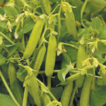 Top end green pea bids have risen by more than a dollar per bushel over the past month, while yellow peas have only increased by 15 cents, according to Prairie Ag Hotwire data. | File photo