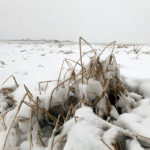 Declaring an agricultural disaster allows the county to access additional funds from the Alberta government. Earlier this year, Lac Ste. Anne County also declared an agricultural disaster. | File photo