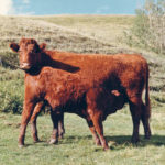 A number of strategies have been developed in an attempt to reduce the stress of weaning. | File photo