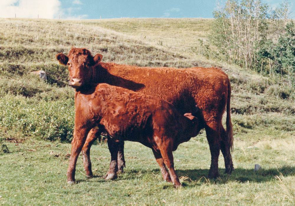 A number of strategies have been developed in an attempt to reduce the stress of weaning.  |  File photo