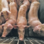 If ASF arrived in the United States, damages could be as high as US$16 billion for the agriculture industry in the first year because it could affect the entire pork complex.
| REUTERS/Kacper Pempel photo