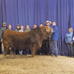 Scott and Jackie Payne of Greenwood Limousin and Angus won the Supreme champion competition with their Limousin bull at the Lloydminster Stockade Roundup Nov. 1. | Jeremy Simes photo