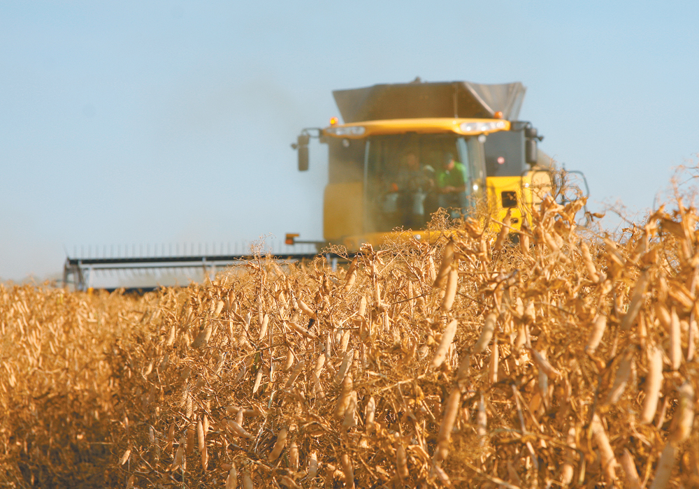 Today’s pulse protein overnight success story began at least back in the 1960s, with researchers at universities and the federal National Research Council beginning to explore the potential of crops like peas and fababeans.  | File photo