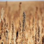 After growing hemp was legalized in the U.S., a glut in the market has driven down prices. | File photo