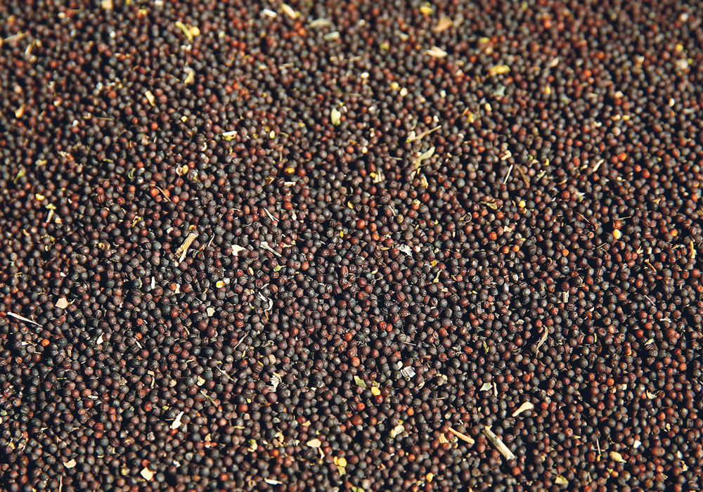 Canola has become less expensive relative to soybeans, which is helping to stimulate demand that is filling in for the reduction in Chinese buying.  |  Reuters photo