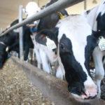 The payments come from $345 million in federal funds earmarked to compensate dairy farmers for market access traded to Europe through the Comprehensive Economic and Trade Agreement and to members of the Comprehensive and Progressive Agreement for Trans-Pacific Partnership.
| File photo