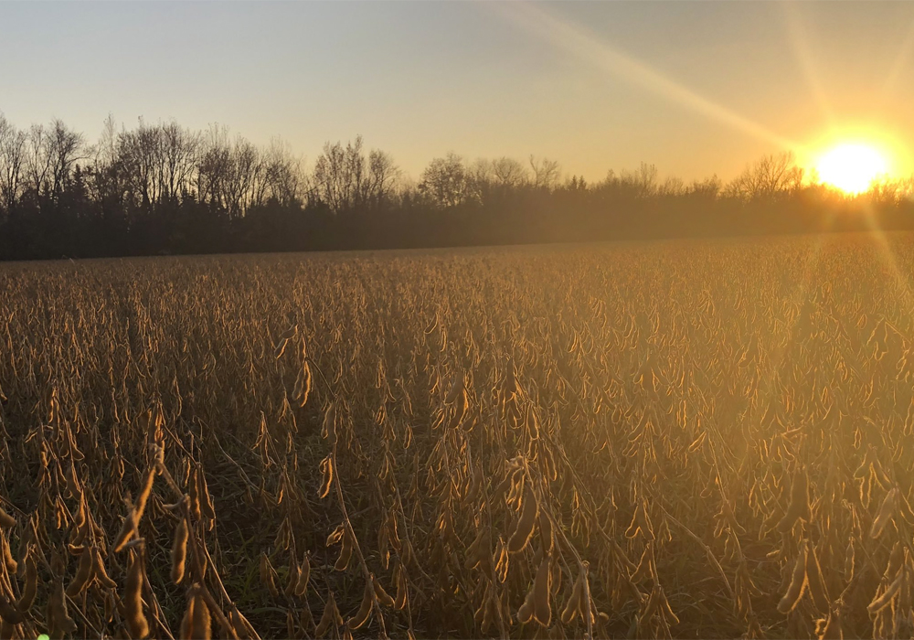 After weeks of minimal progress, farmers in Manitoba and North Dakota are getting soybeans in the bin. | Twitter/@RDOJacobM photo