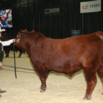 The grand champion bull at the national Gelbvieh show held during Farmfair International was named AWB Twin View Gayle 78E Et and was shown by Scott Severtson of Severtson Land and Cattle, Innisfail, Alta. | Barbara Duckworth photo