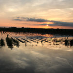 Difficult growing conditions throughout most of 2019 led to the reductions of the U.S. corn yield to 167.0 bushels per acre (BPA) from October's 168.4 in today's WASDE report. Average trade expectations pegged yields at 167.2 BPA. | File photo