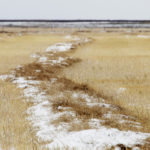 For the week ended Nov. 5, approximately 88.0 percent of all Alberta crops were in the bin. That's up from 80.9 percent the previous week. Of the remaining crops, slightly more than half were swathed with the rest still standing. | File photo