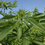 There is an opportunity for a massive increase in hemp crop production and a huge opportunity for boosting value by breaking hemp into all its components, said Marc van Burck of Hemp Production Services.
| File photo